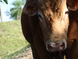 THE BUFFALO or THE COW ?